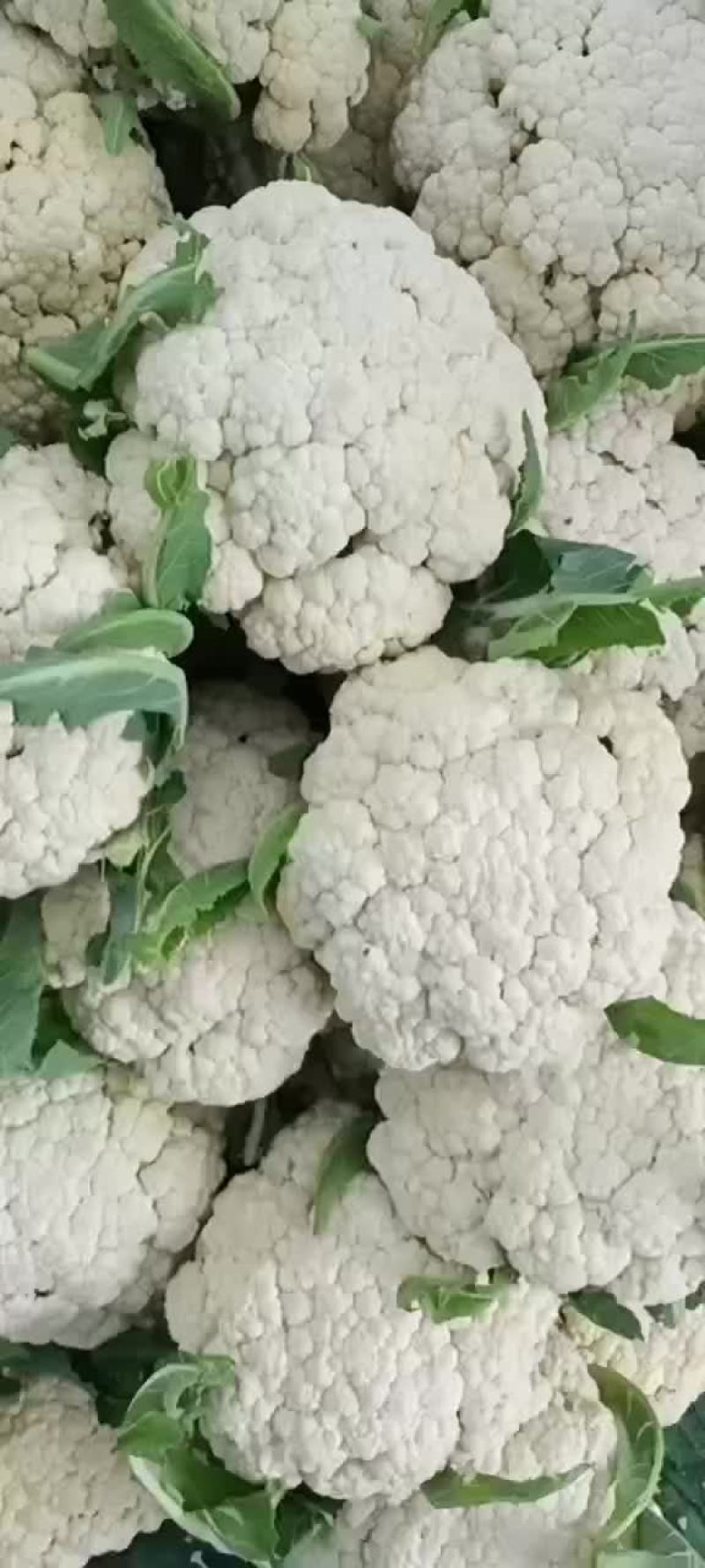徐州沛县有机花菜大量上市中有需要的老板联系