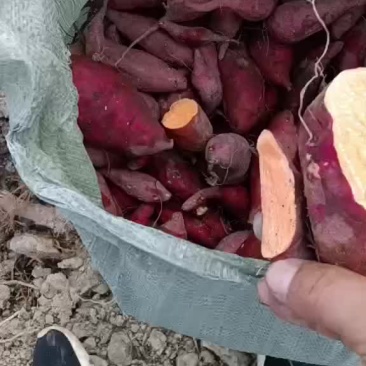 养殖红薯