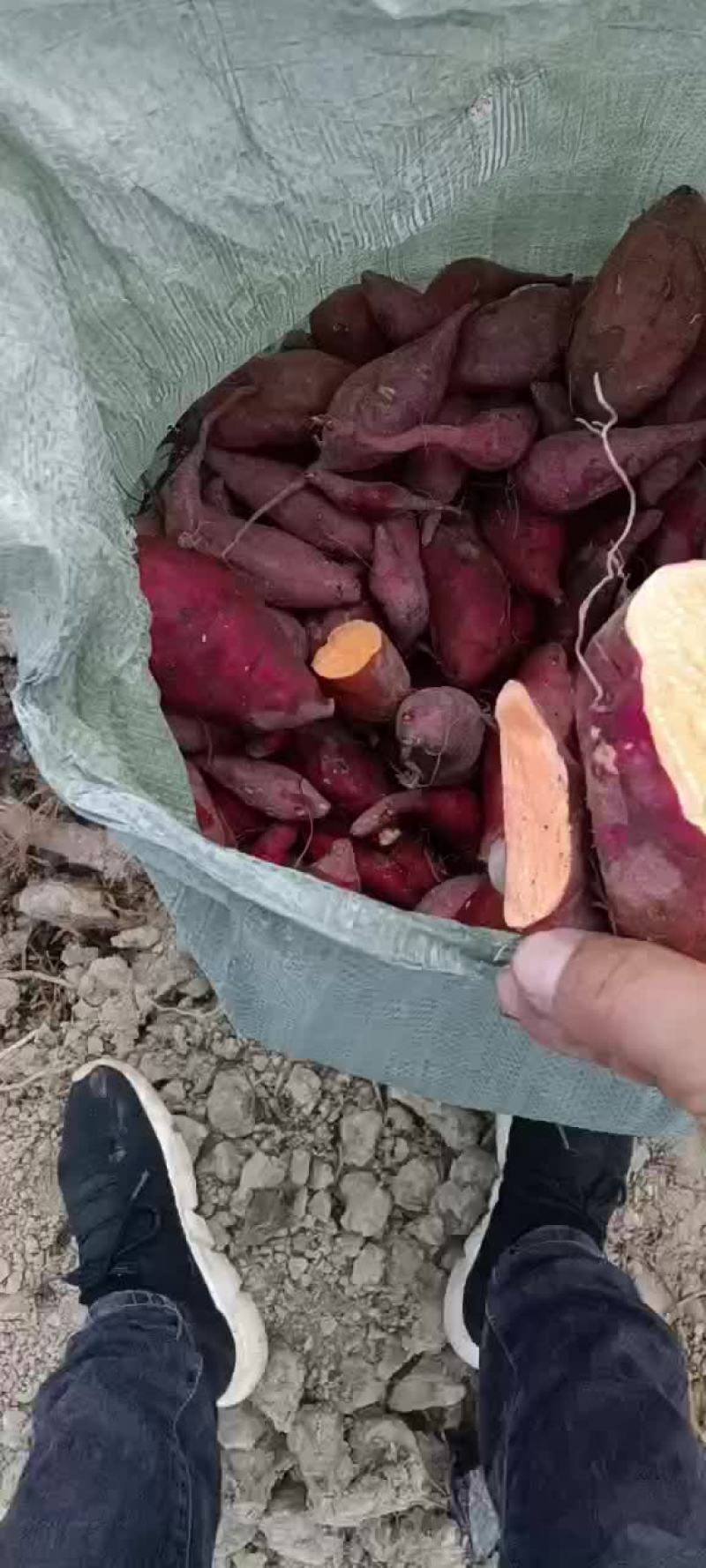养殖红薯
