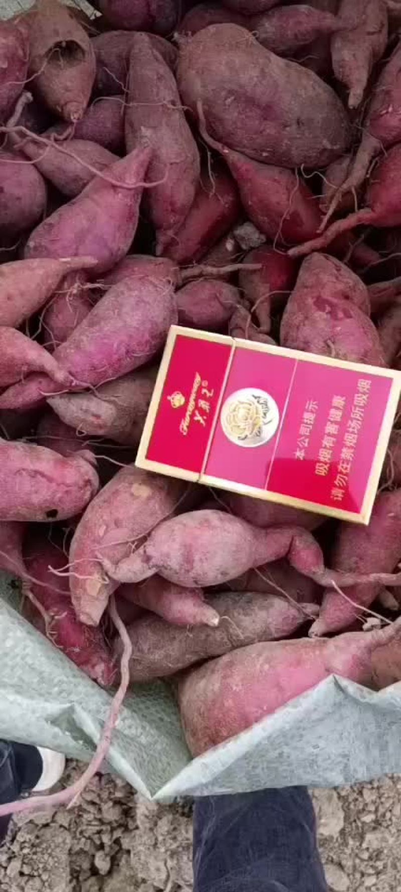 养殖红薯