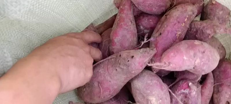 养殖红薯