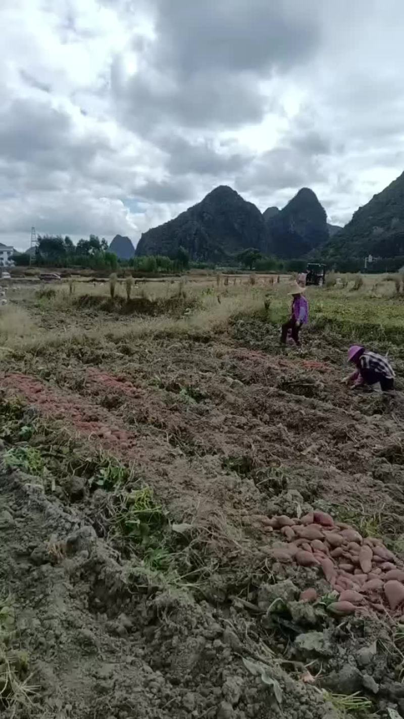 养殖红薯