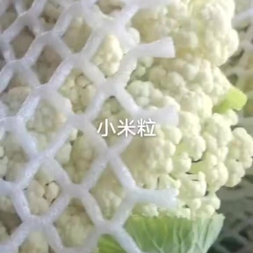 青梗散花