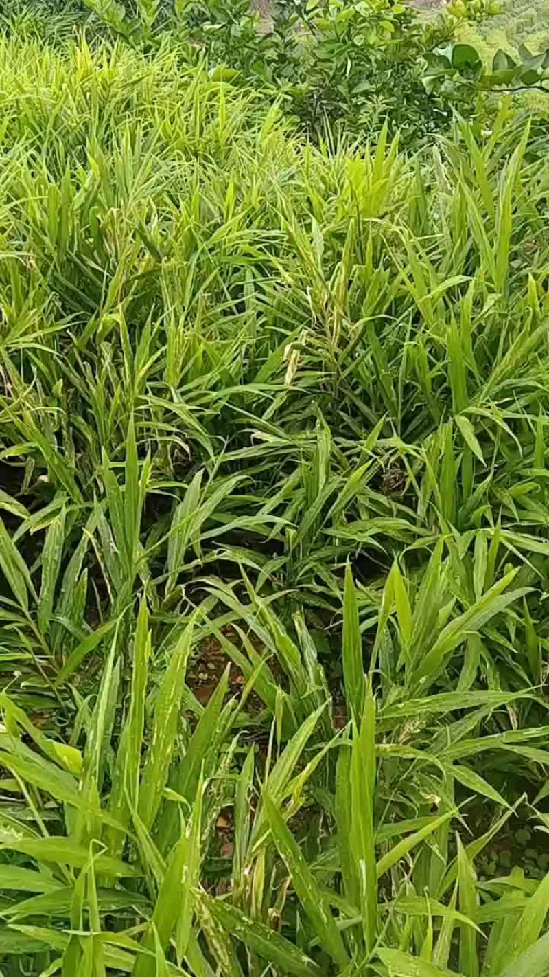 云南小黄姜