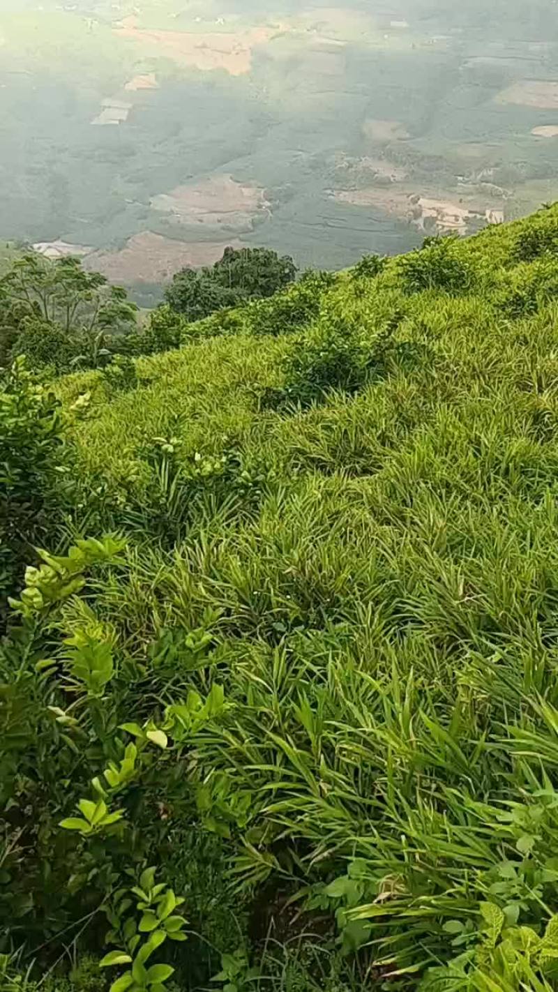 云南小黄姜