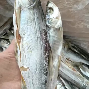 全干白条鱼，一条三两到四两