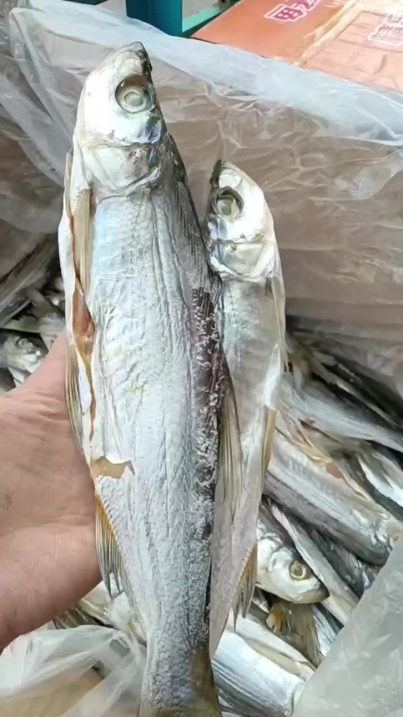 全干白条鱼，一条三两到四两
