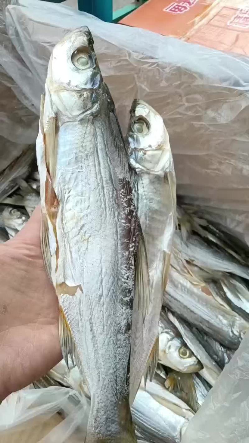 全干白条鱼，一条三两到四两