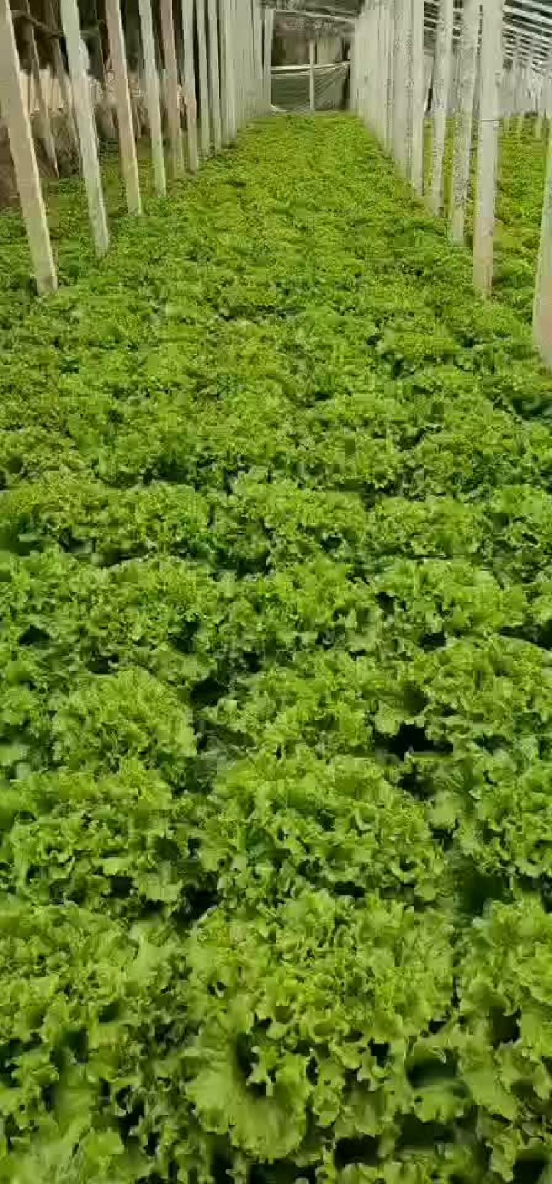 河北邯郸生菜全国发货生菜产地直发对接市场商超