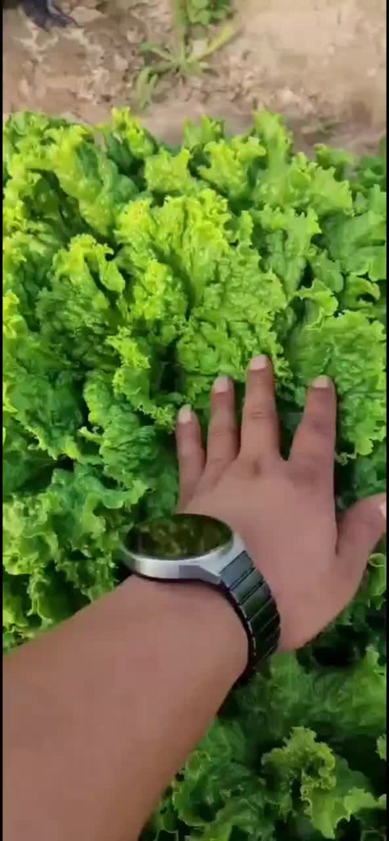 河北邯郸生菜全国发货生菜产地直发对接市场商超