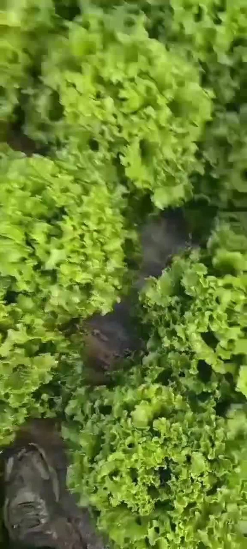 河北邯郸生菜全国发货生菜产地直发对接市场商超
