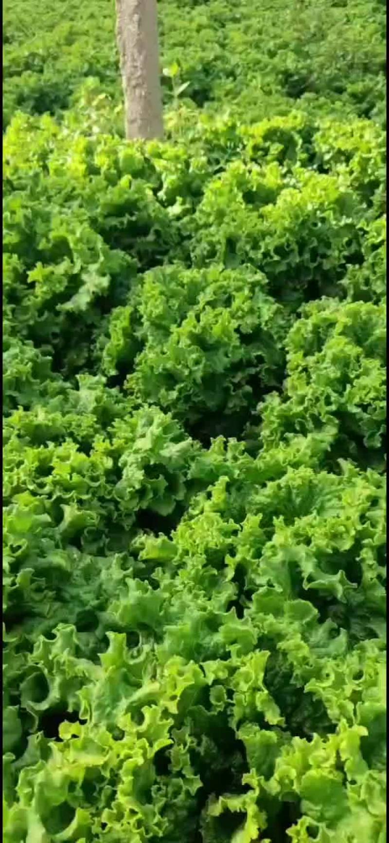 河北邯郸生菜全国发货生菜产地直发对接市场商超