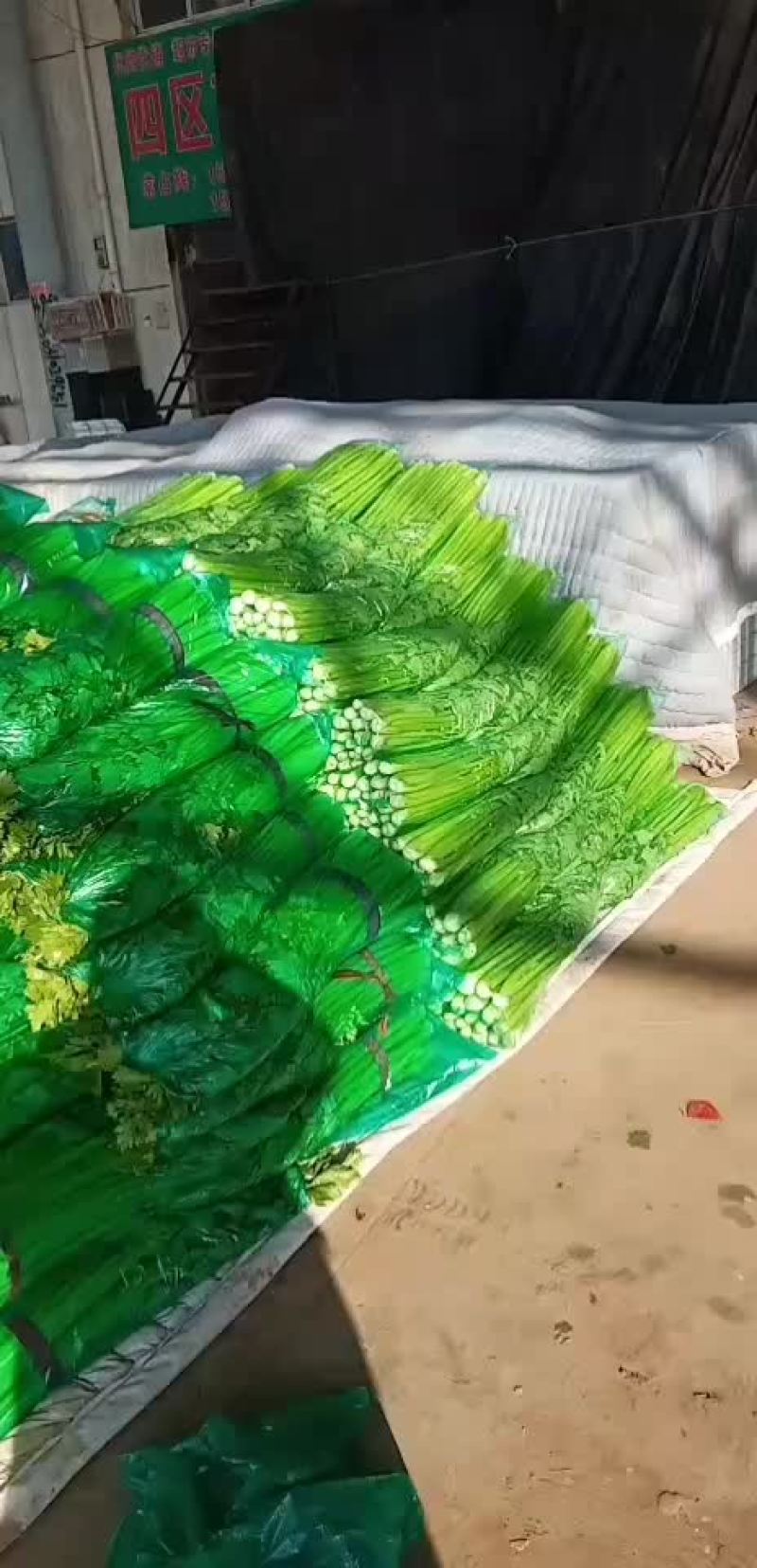 河北精品西芹货源充足产地直发对接市场商超