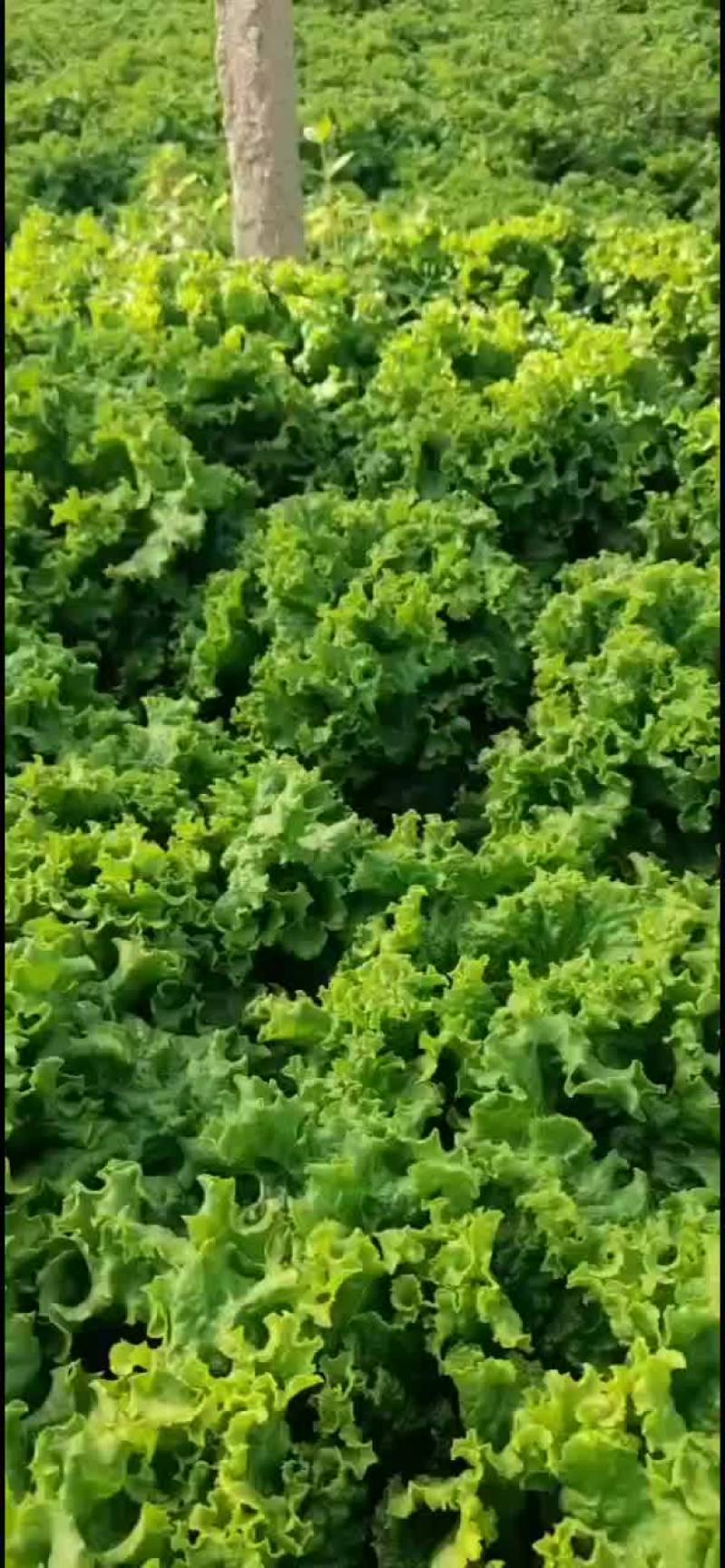 河北邯郸生菜全国发货生菜产地直发对接市场商超