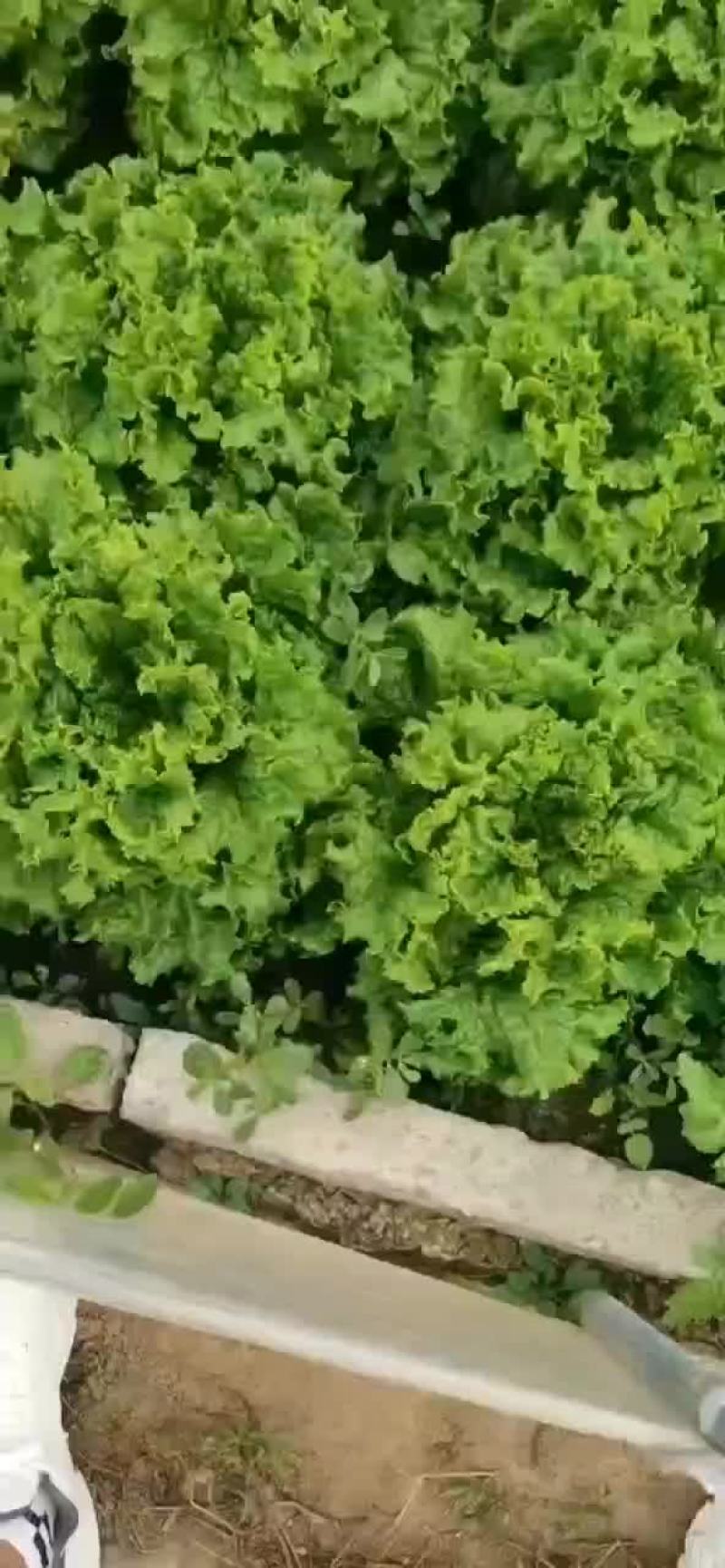 河北邯郸生菜全国发货生菜产地直发对接市场商超