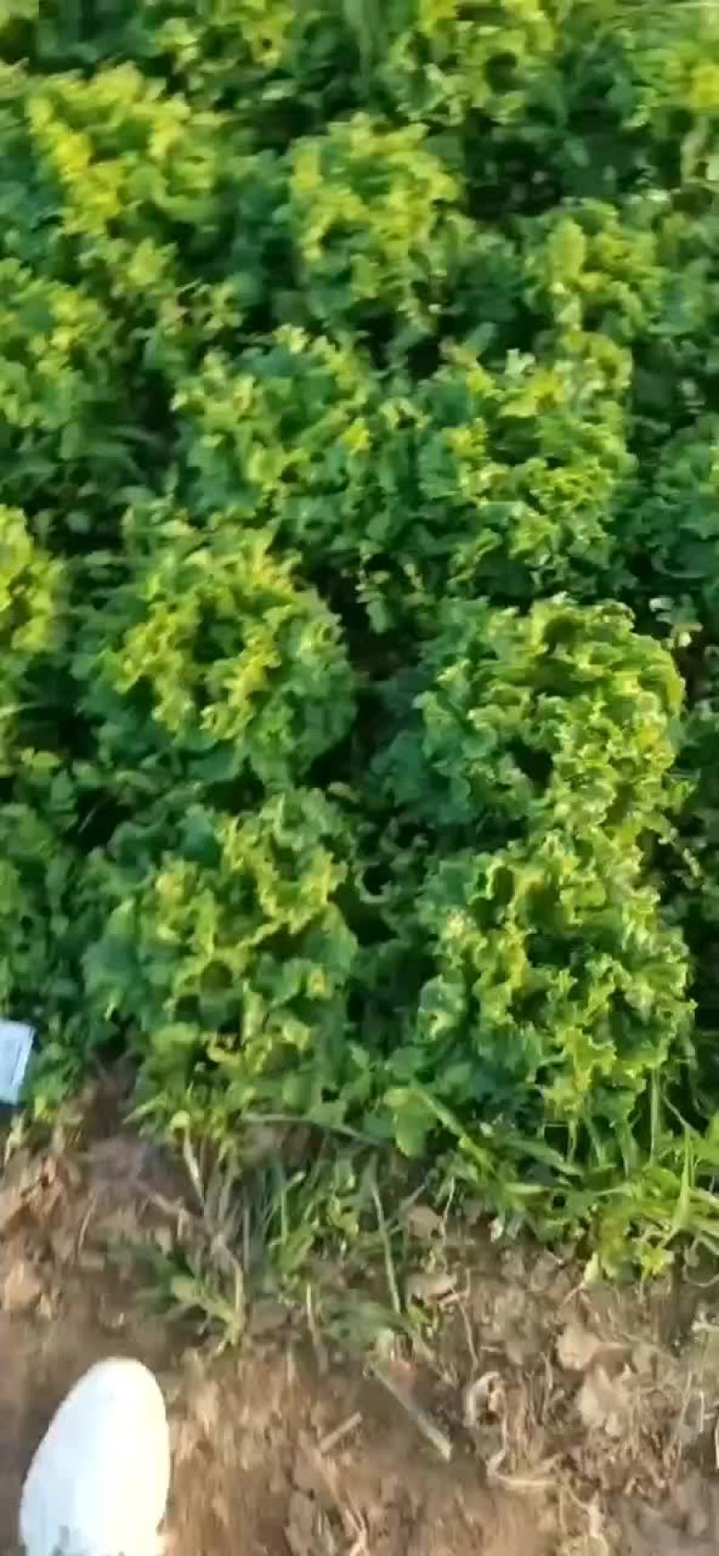 河北邯郸生菜全国发货生菜产地直发对接市场商超