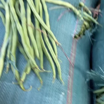 小金豆，无颈豆