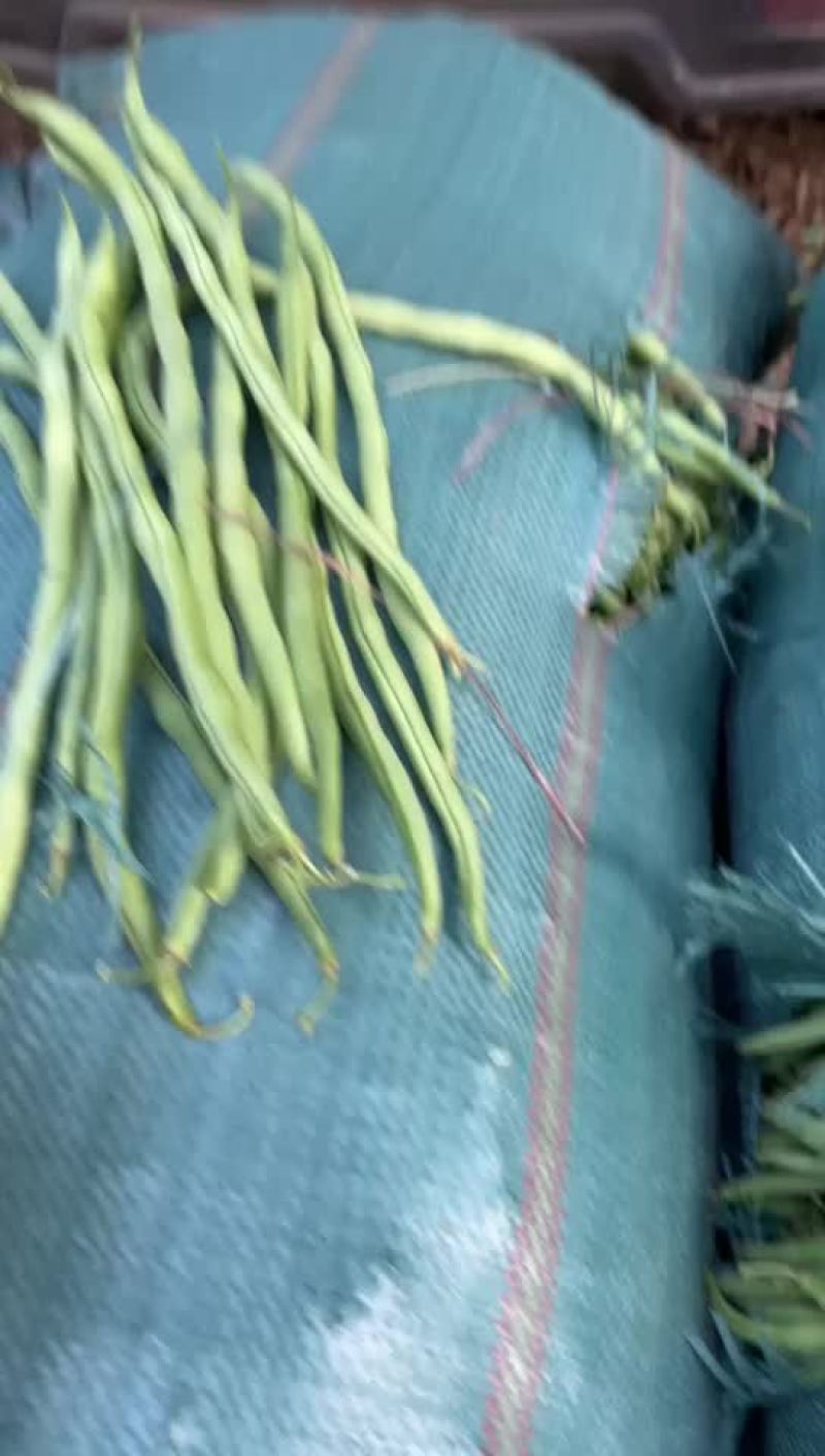 小金豆，无颈豆