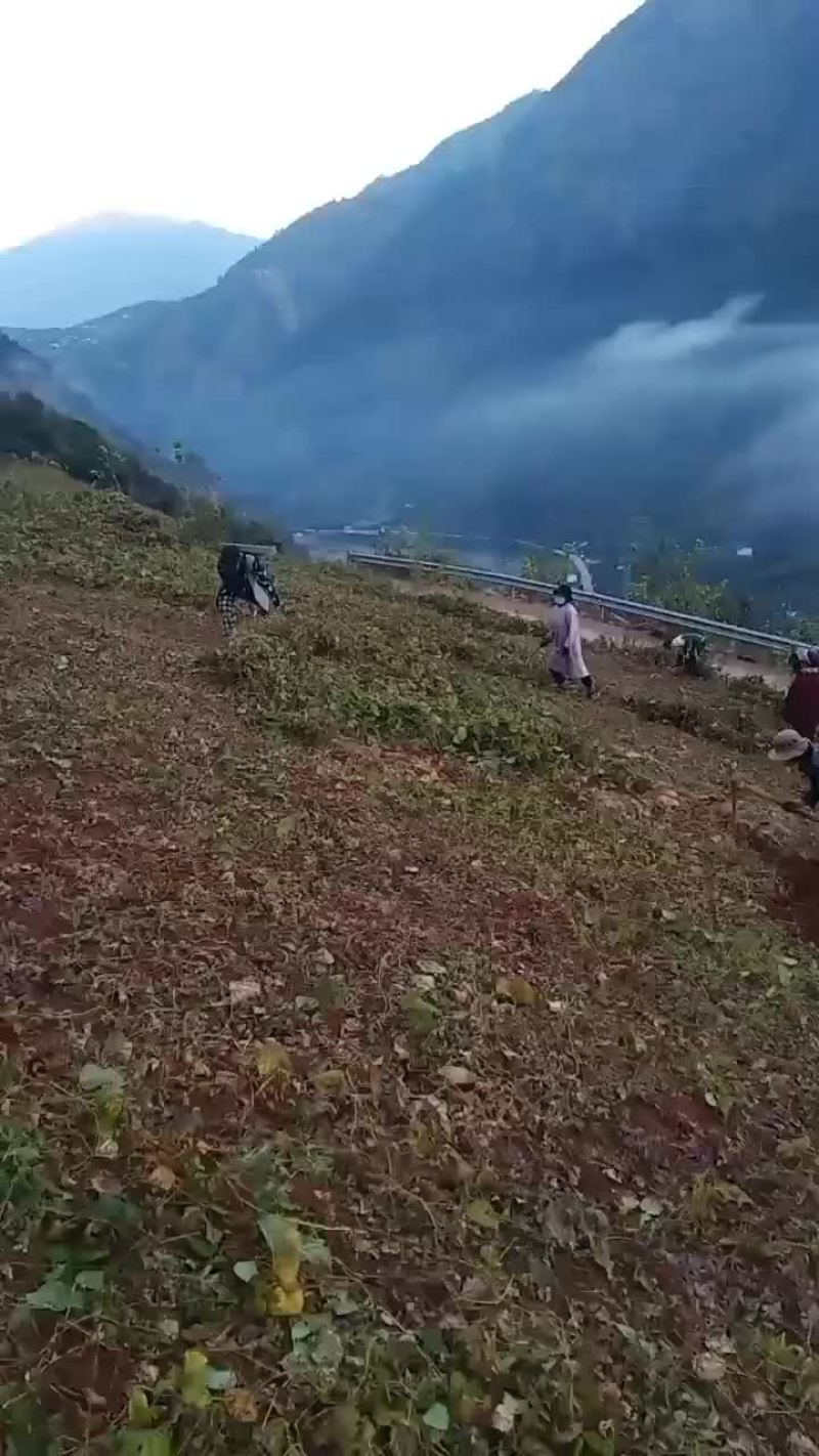 凉薯产地
