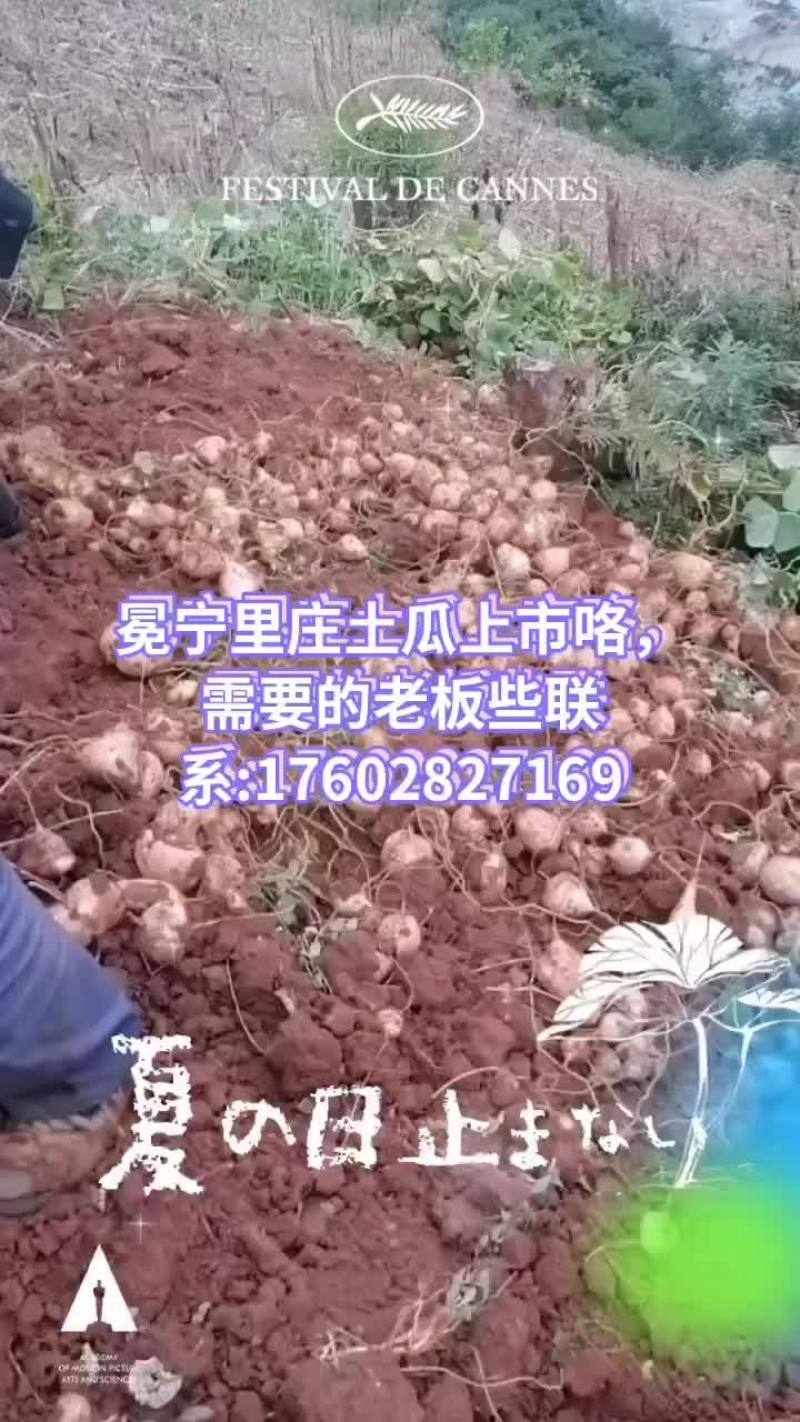 凉薯产地