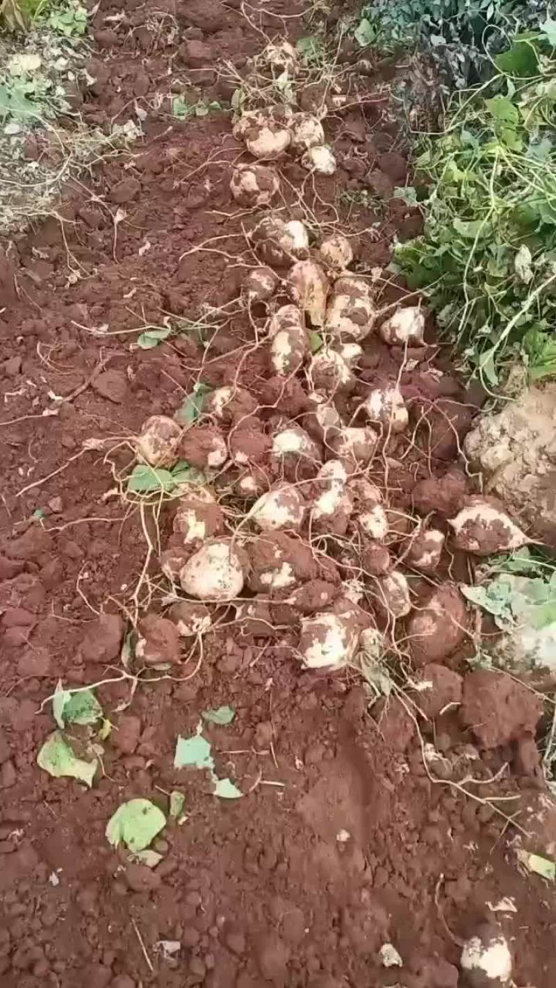 凉薯产地