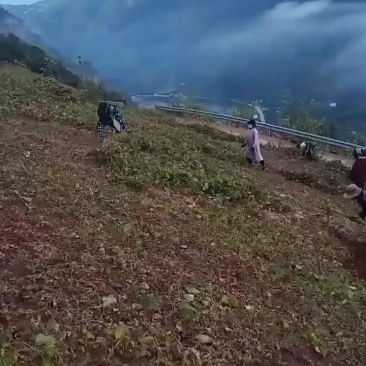 凉薯产地