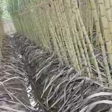 浙江省，衢州甘蔗