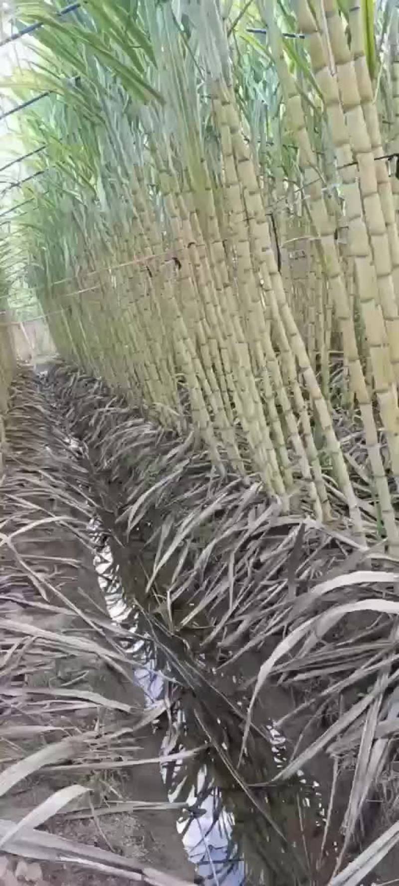 浙江省，衢州甘蔗