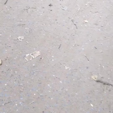 青萝卜大量上市中