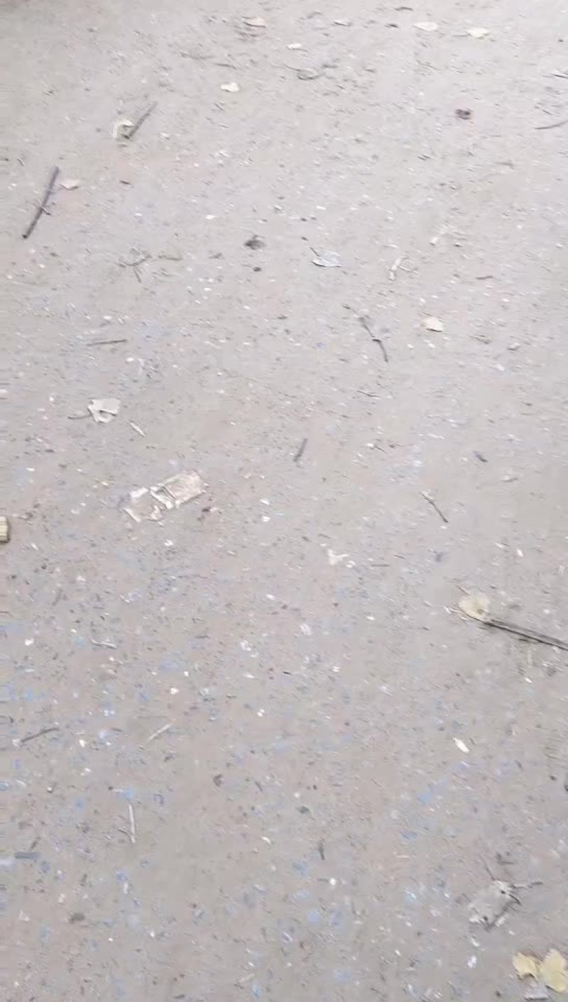青萝卜大量上市中