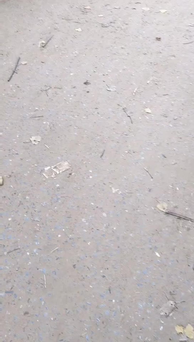 青萝卜大量上市中