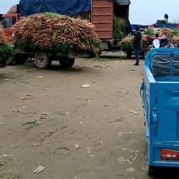 全樱红萝卜大量上市中