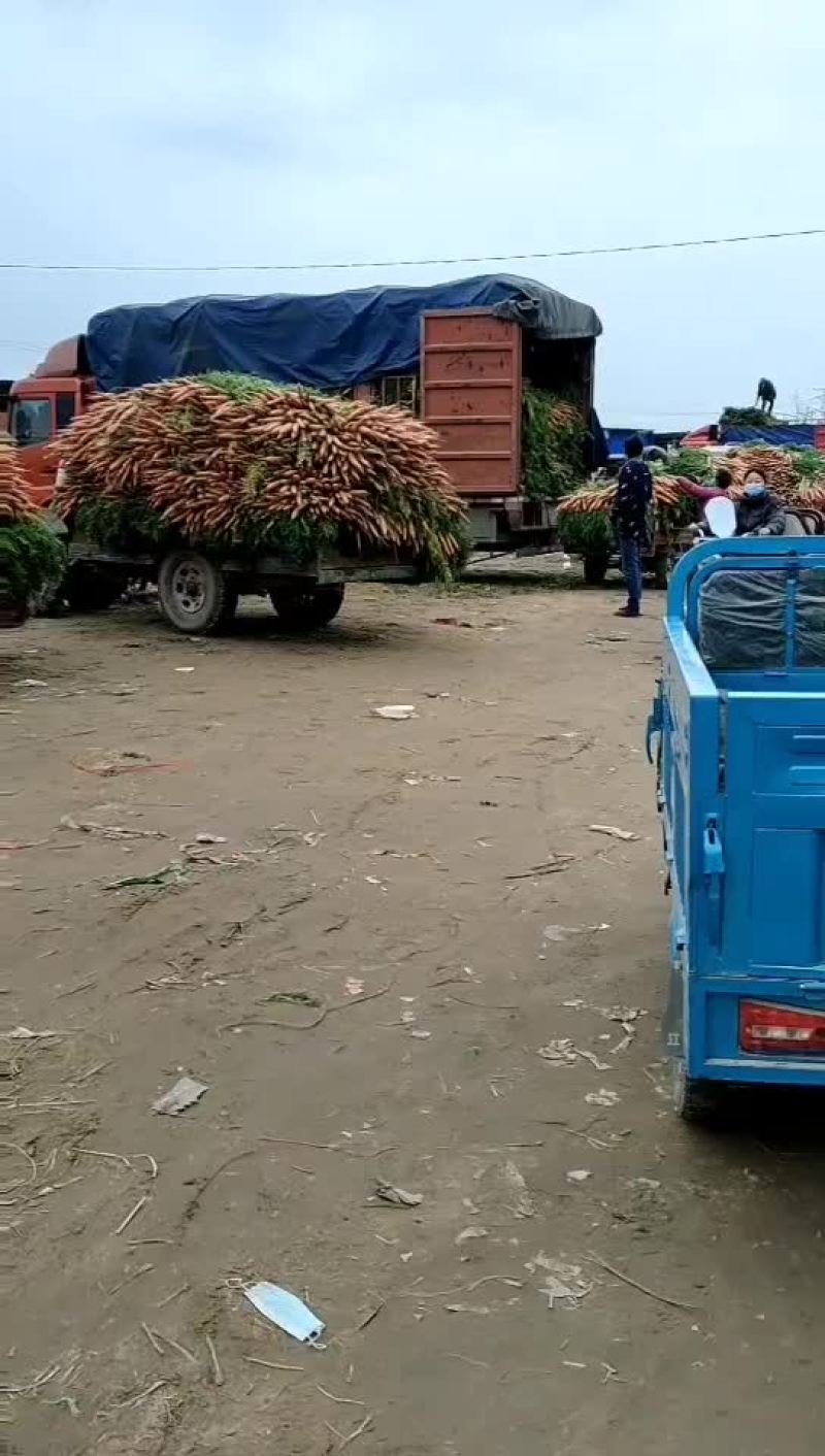 全樱红萝卜大量上市中