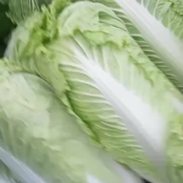 大白菜