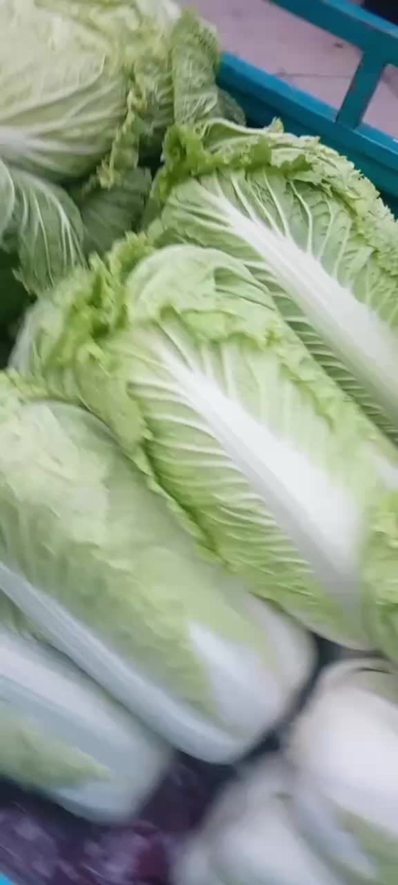 大白菜
