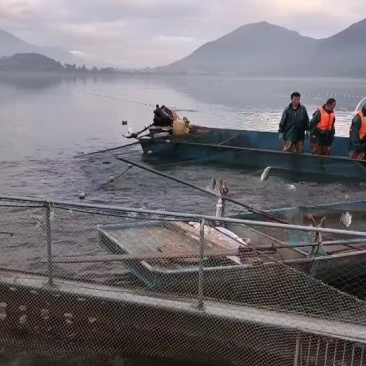 罗非鱼