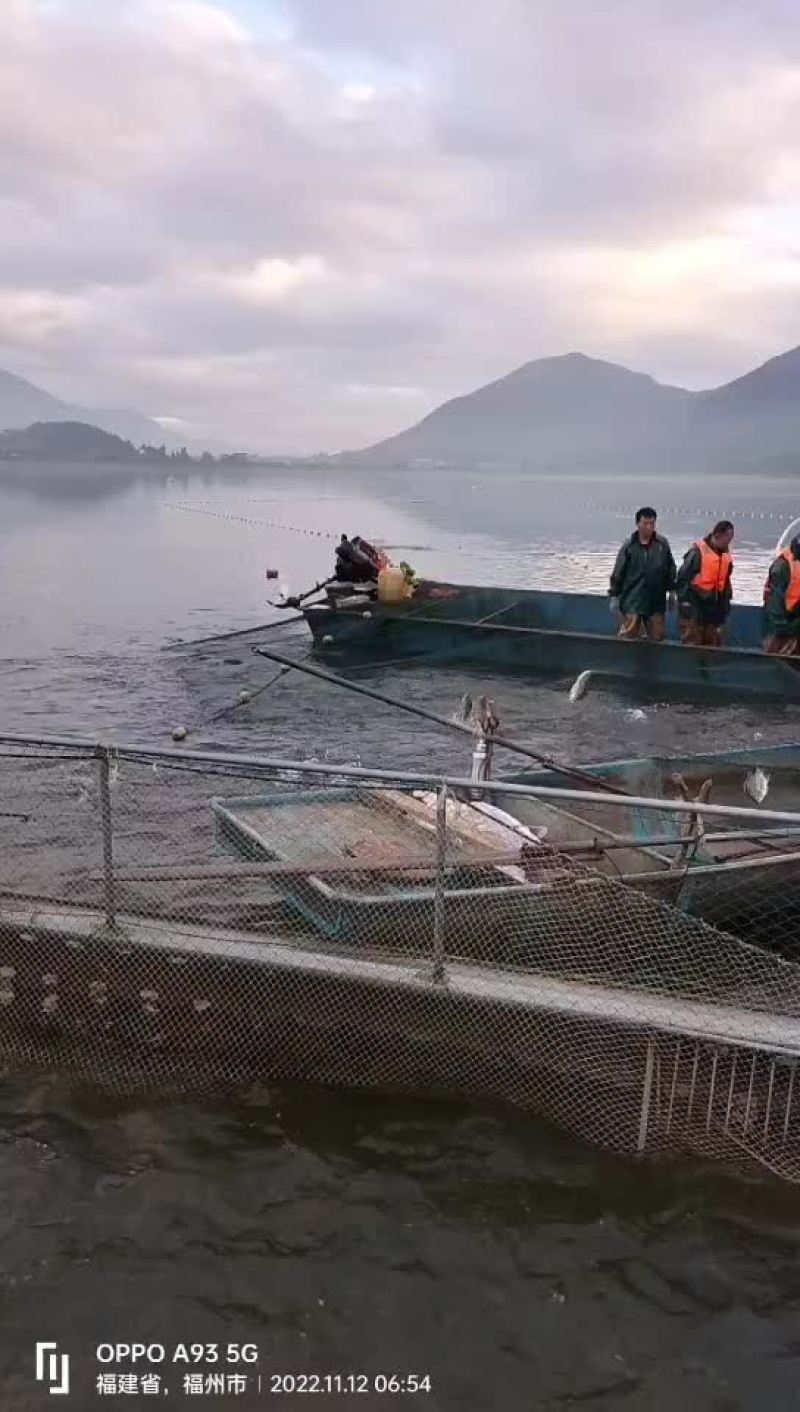 罗非鱼