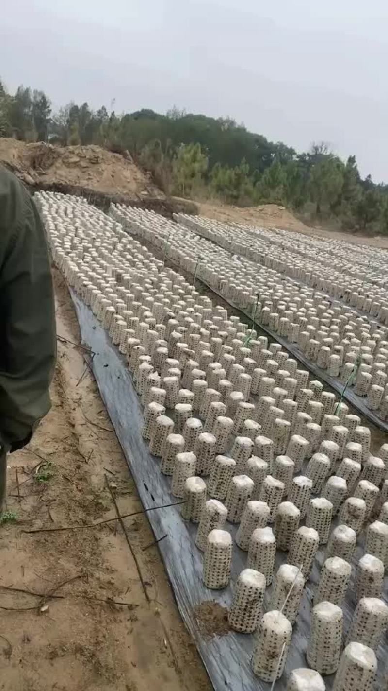 大量供应黑木耳~干货