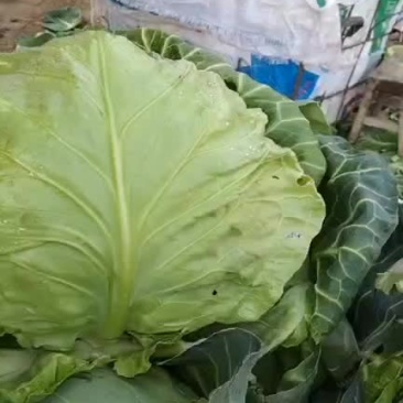 甘蓝菜，牛心甘蓝