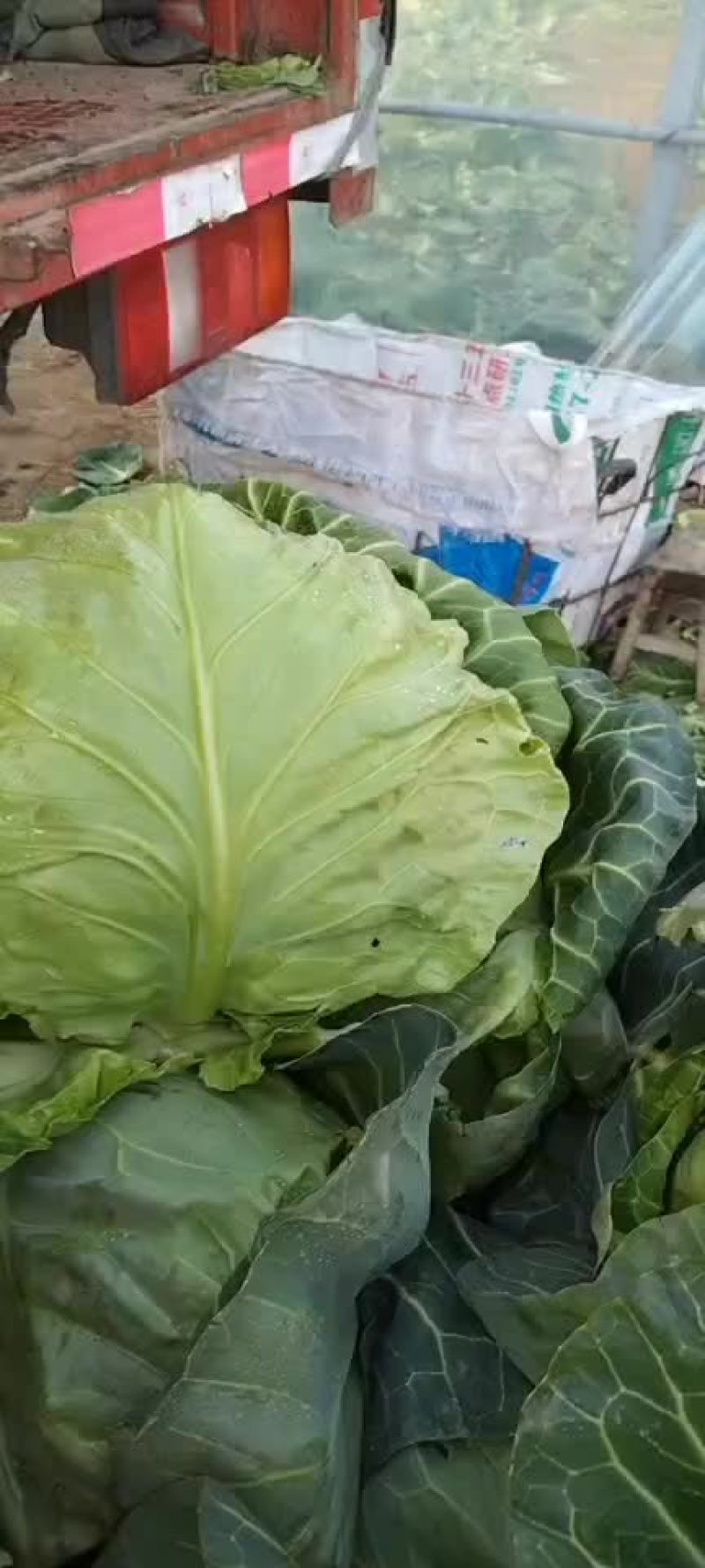 甘蓝菜，牛心甘蓝