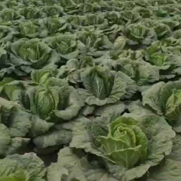 玲珑黄黄心白菜