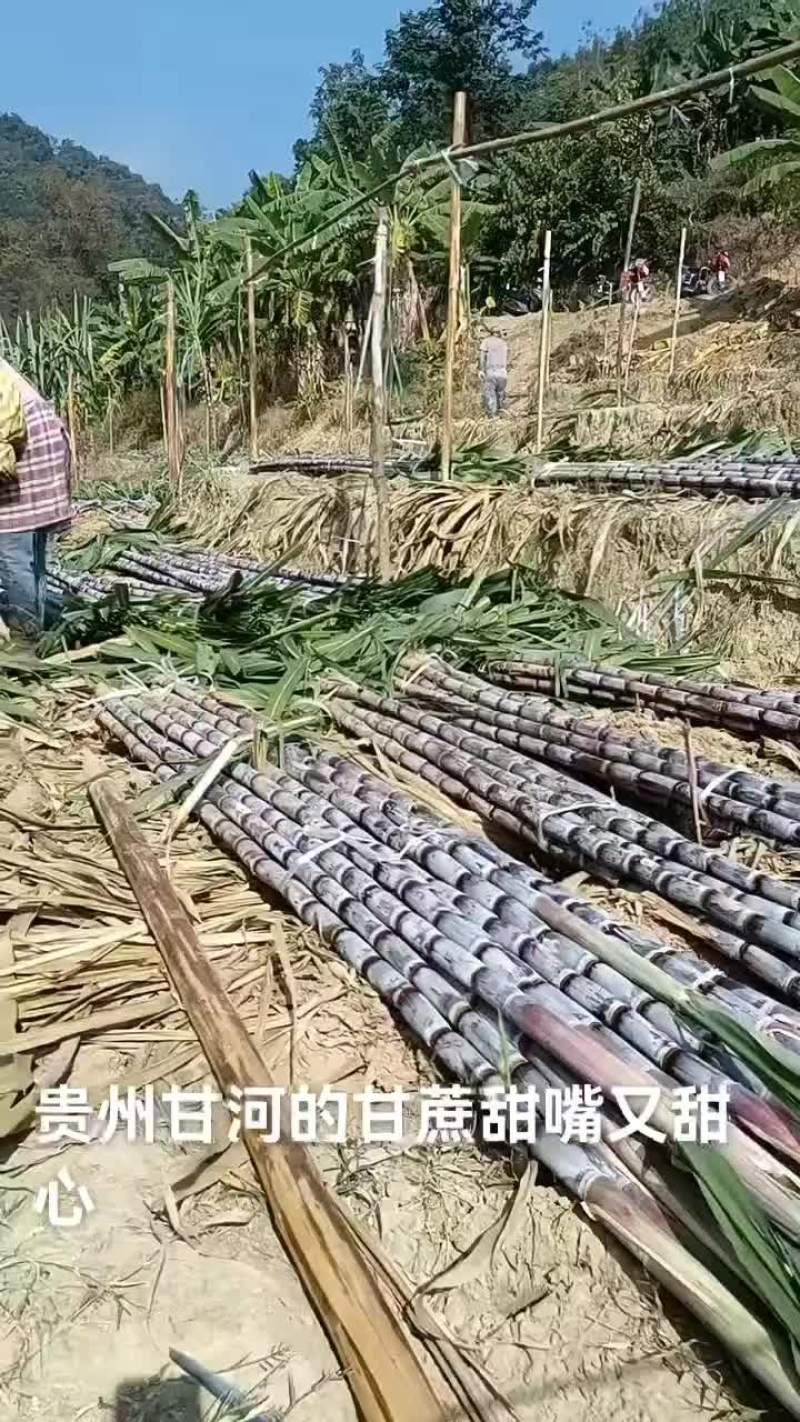 贵州甘蔗，新鲜上市，要的老板联系。