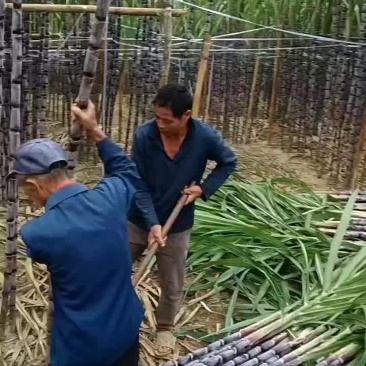 贵州甘蔗，新鲜上市，要的老板联系。