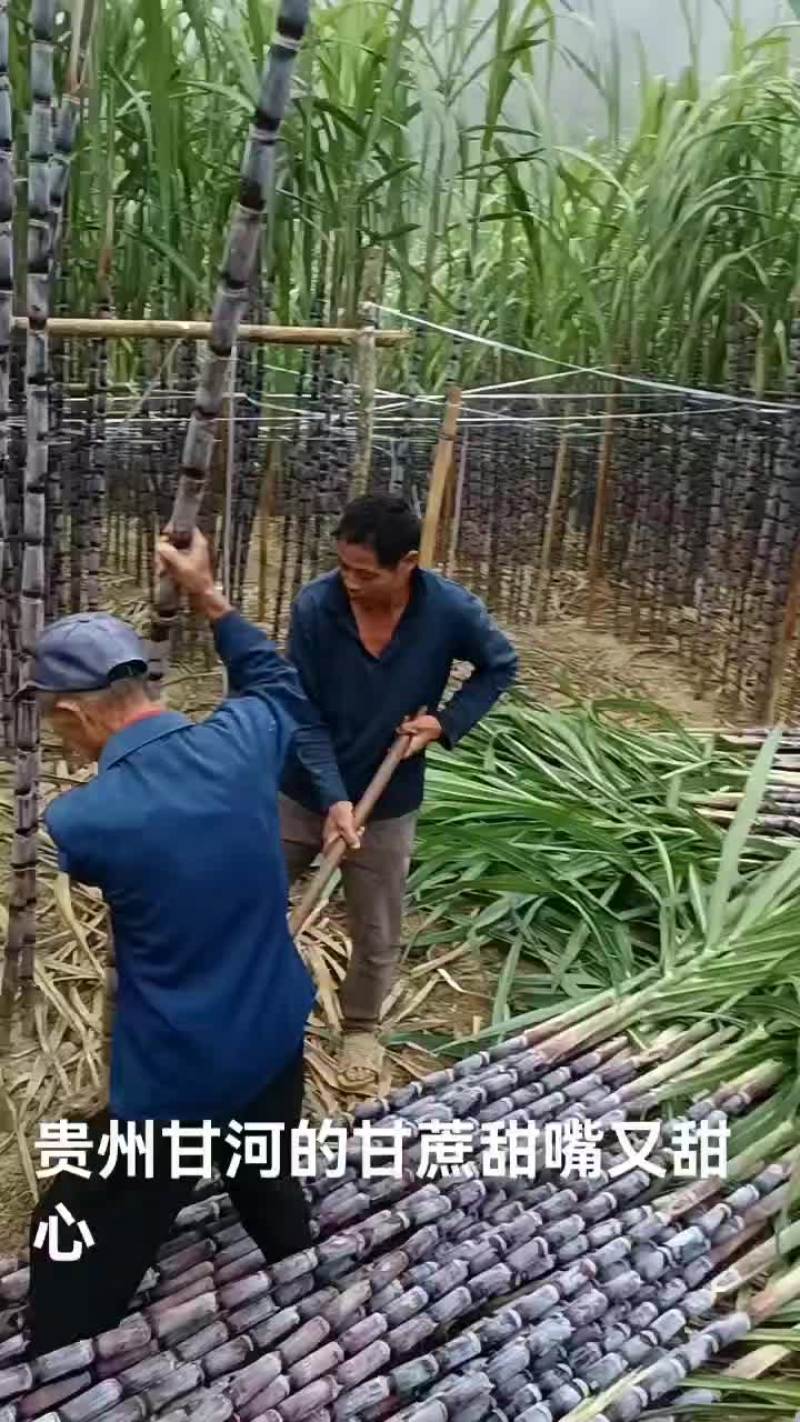 贵州甘蔗，新鲜上市，要的老板联系。