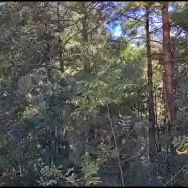 木头