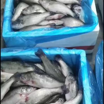 三去鲈鱼