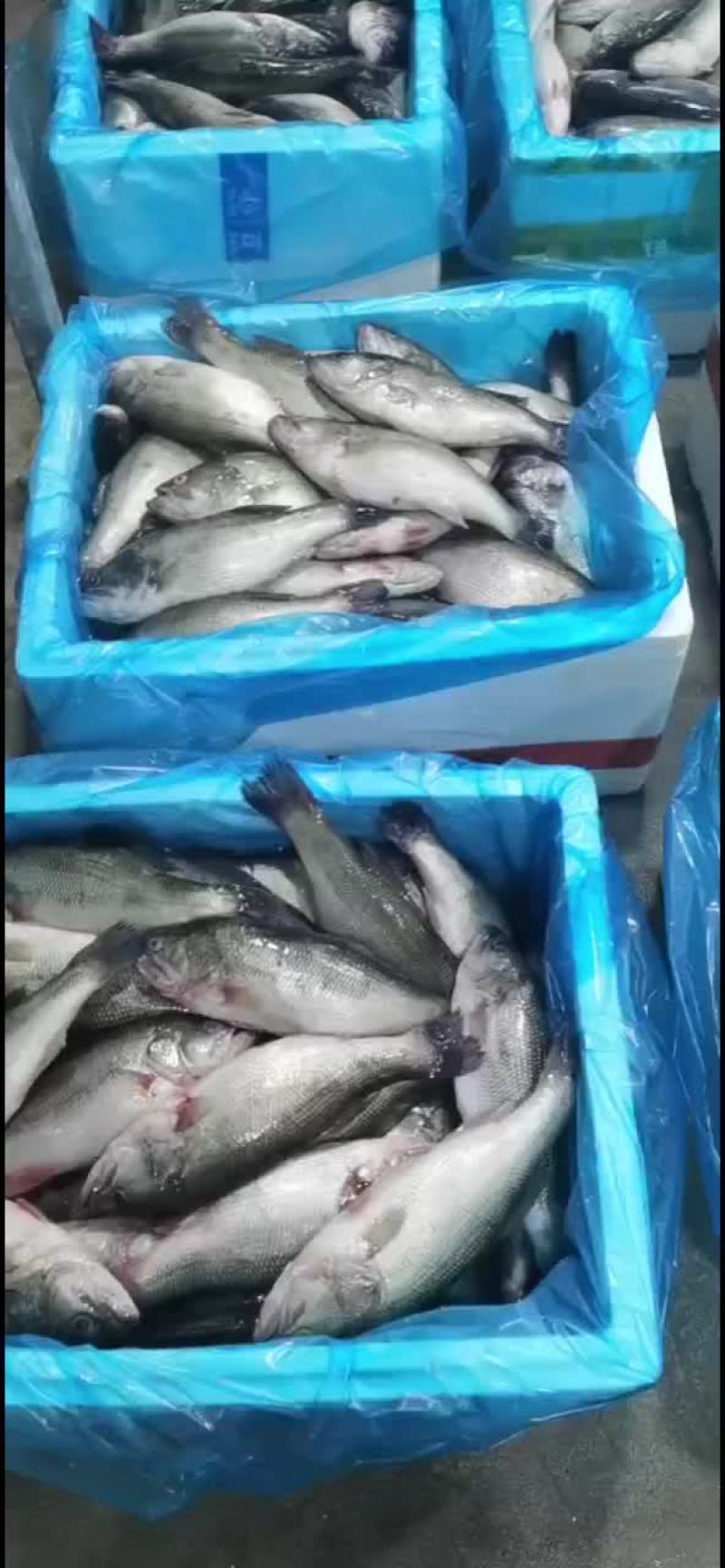 三去鲈鱼