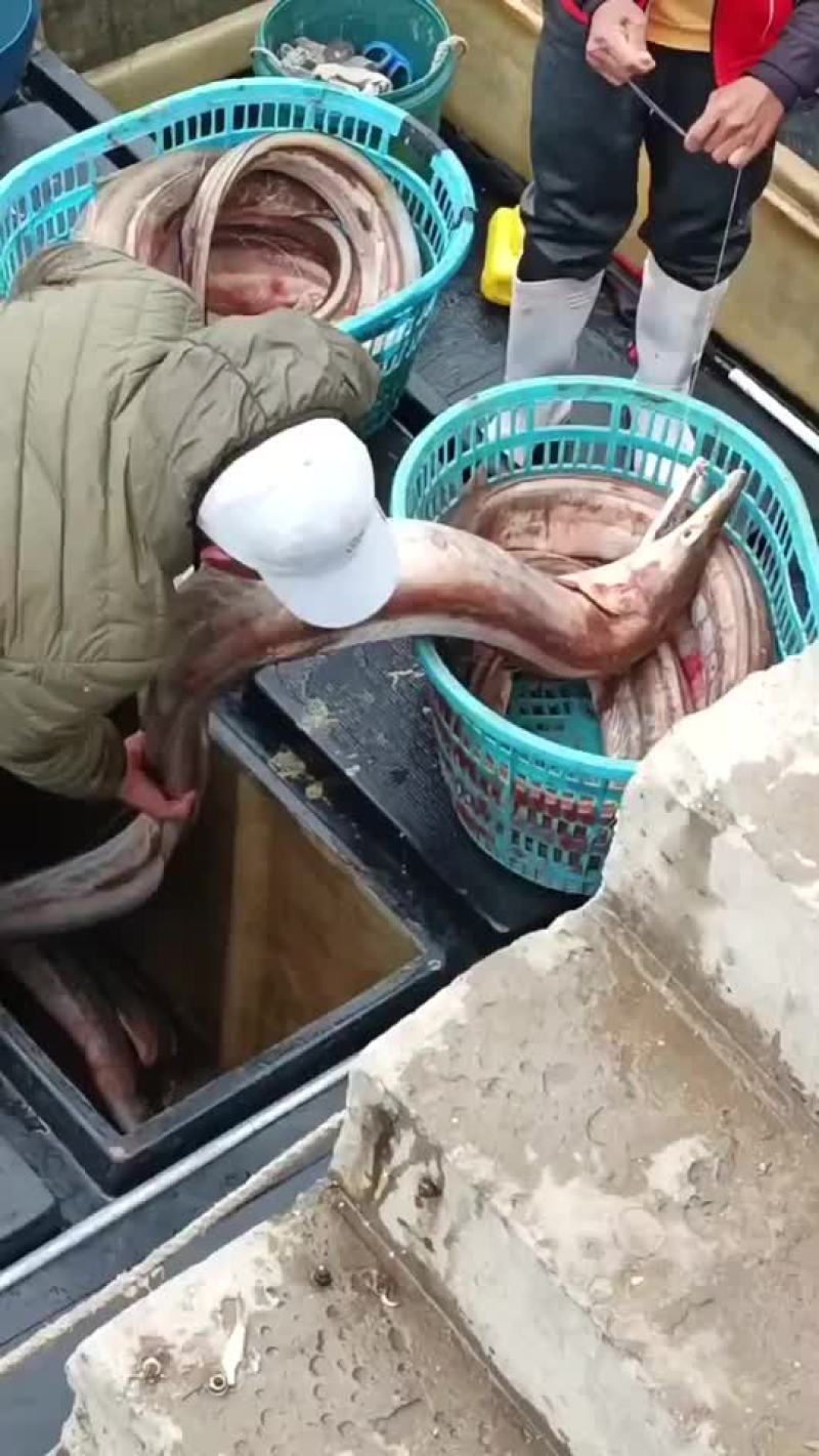 海鳗鱼