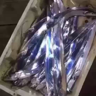 钓船钓的带鱼