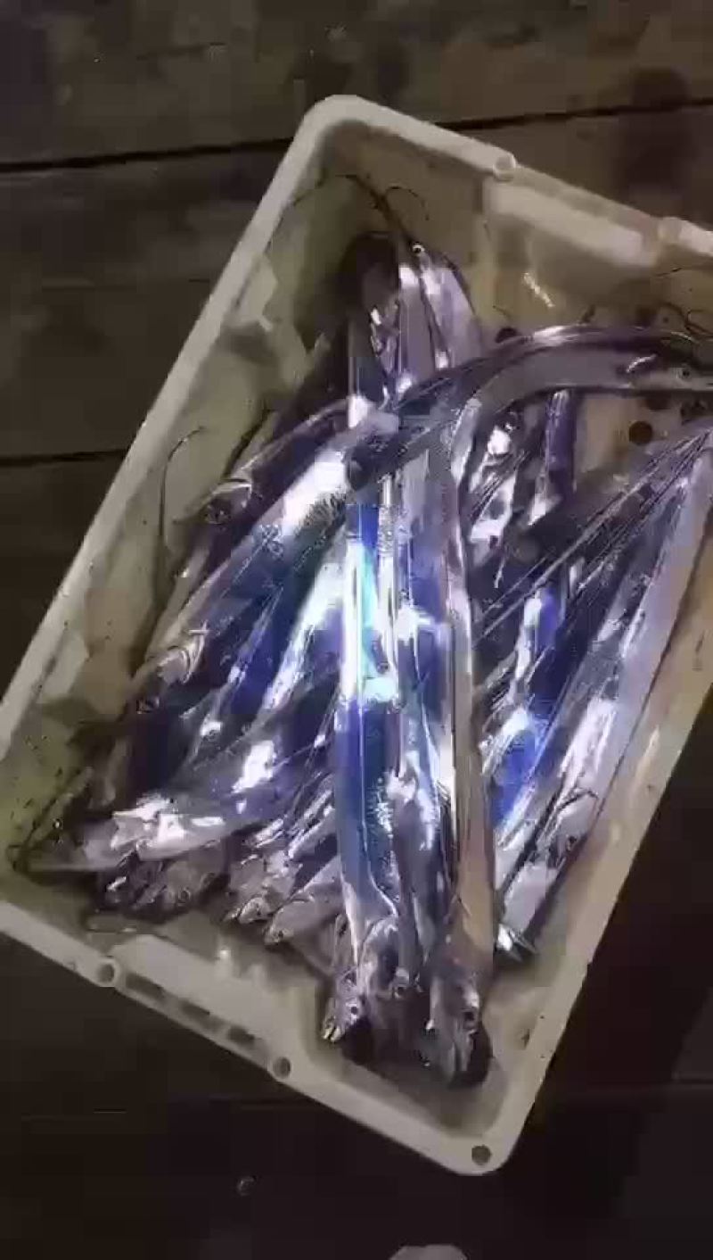 钓船钓的带鱼